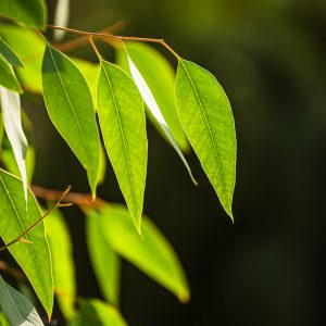Eucalyptus Globulus - Chinese