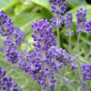 Lavender Floral Water - Bulgarian