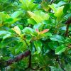 organic cinnamon leaf - sri lankan