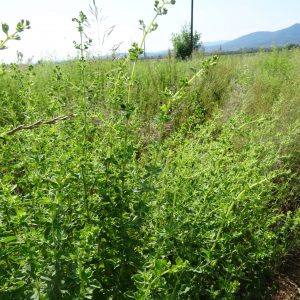 Sweet Marjoram Oil - Egyptian
