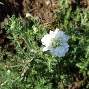 Organic Roman Chamomile Oil - Bulgarian