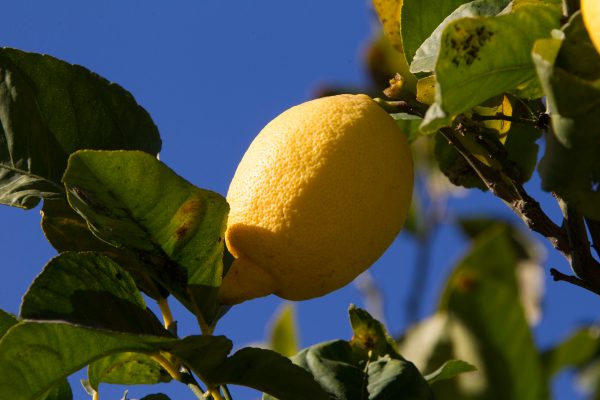 organic cp lemon oil