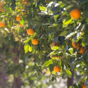 Organic Sweet Orange Oil - Mexican