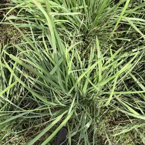 Organic Lemongrass Oil (Flexuosus) - Sri Lankan