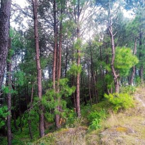 Pine Needle Oil - Himalayan