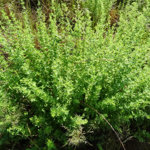 Organic Sweet Marjoram Oil - Egyptian