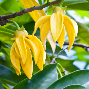 Ylang Ylang Extra - Madagascan