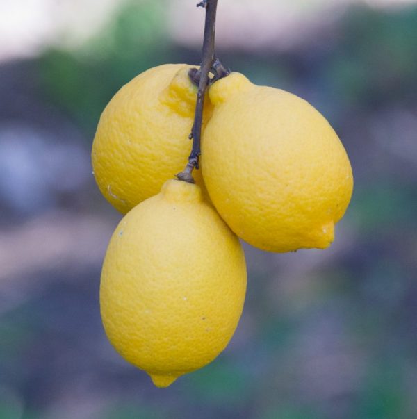 lemon (cp) oil