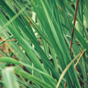 Organic Vetiver Oil - Sri Lankan