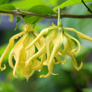 Organic Ylang Ylang III - Madagascan
