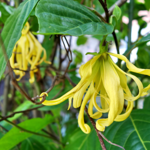 Organic Ylang Ylang Extra – Madagascan
