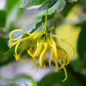 Ylang Ylang III - Madagascan