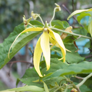 Ylang Ylang II - Madagascan