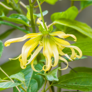Ylang Ylang I - Madagascan