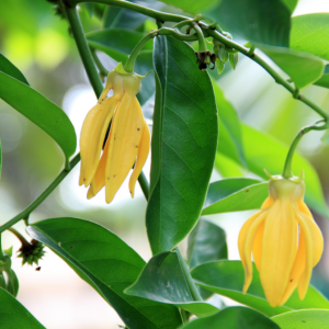 Ylang Ylang Complete - Madagascan